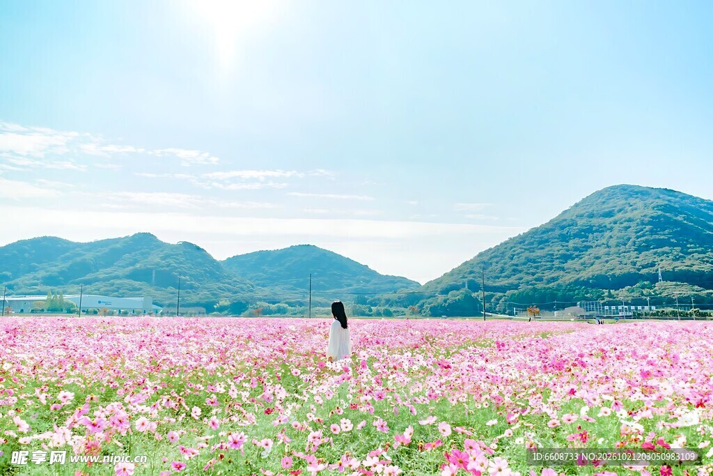 春日花海郊野美景