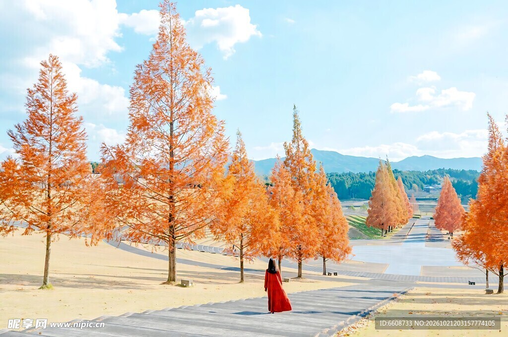 秋日水杉林唯美风景