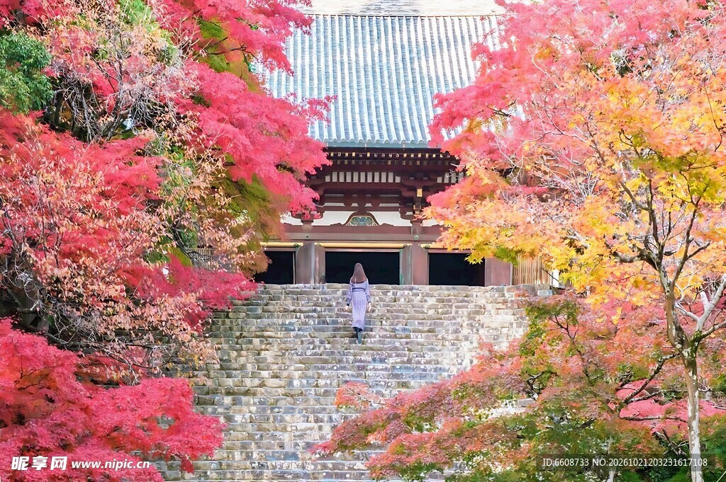 秋日古寺红枫盛景