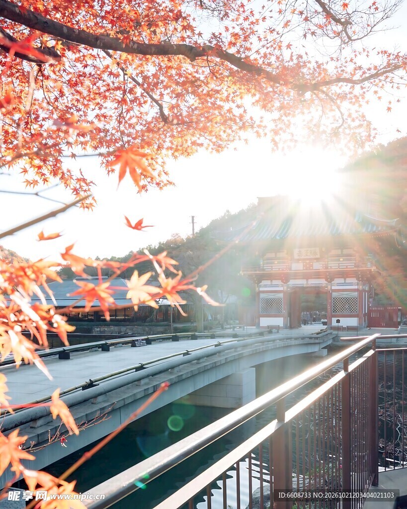 秋日暖阳红枫街景