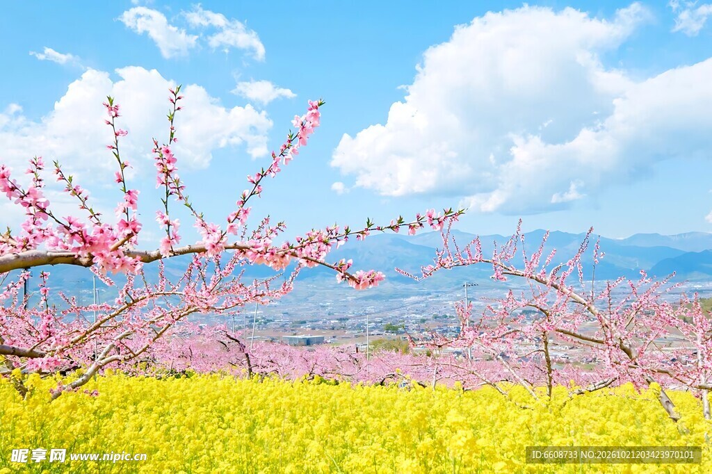 春日湖畔花田盛景