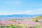 湖畔春日粉花郊野风光
