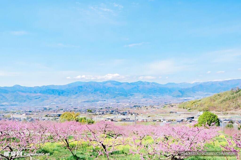 湖畔春日粉花郊野风光