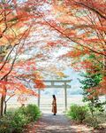 秋枫掩映日式鸟居小径