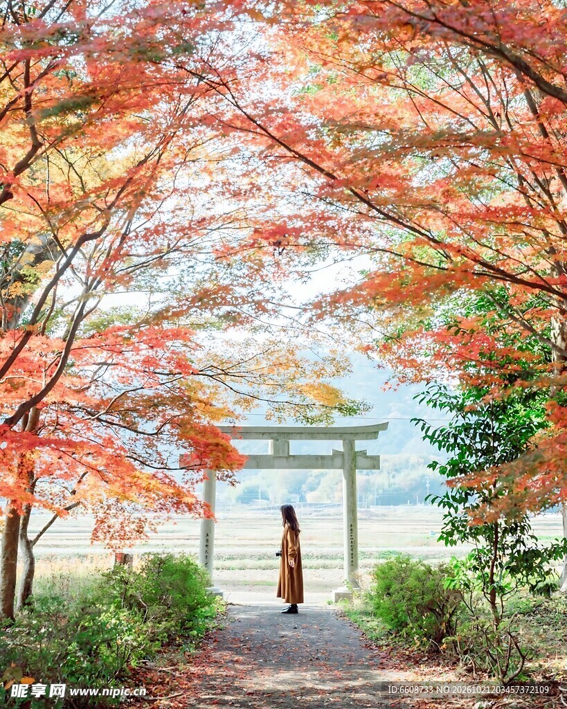 秋枫掩映日式鸟居小径