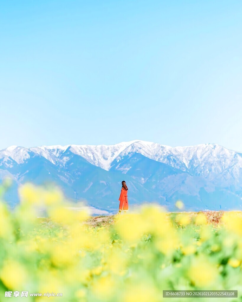 雪山下花田风光