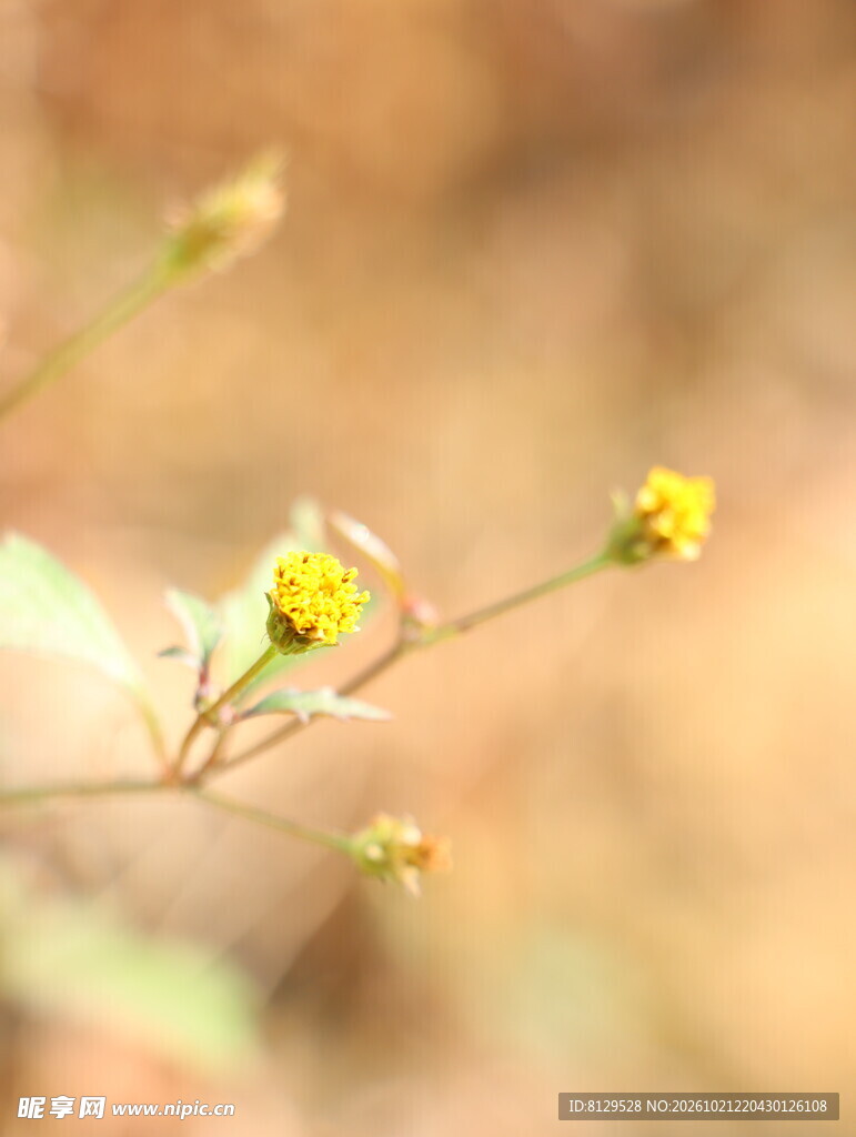 柔焦暖调黄色小花