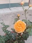 盛开的黄色月季花