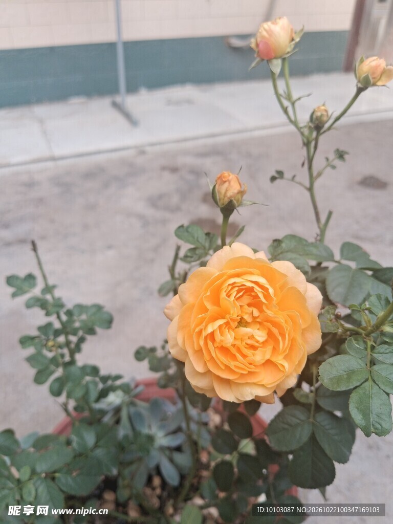盛开的黄色月季花