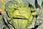 田间新鲜卷心菜
