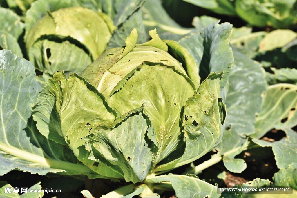 结球期卷心菜植株