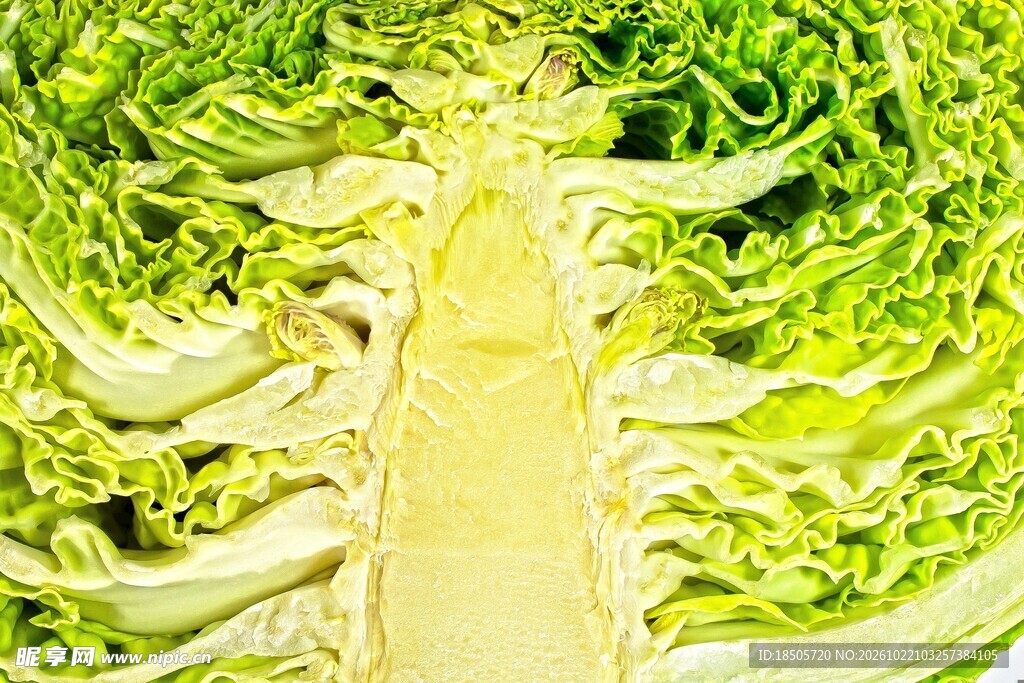 新鲜白菜切面特写