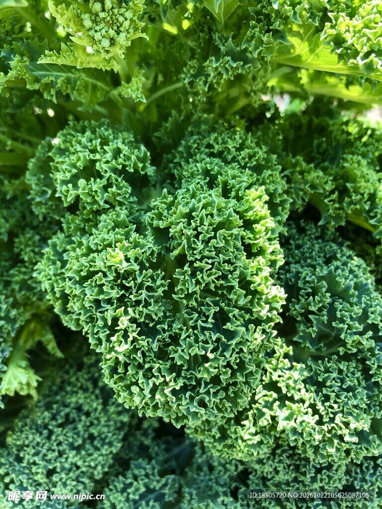 新鲜羽衣甘蓝特写