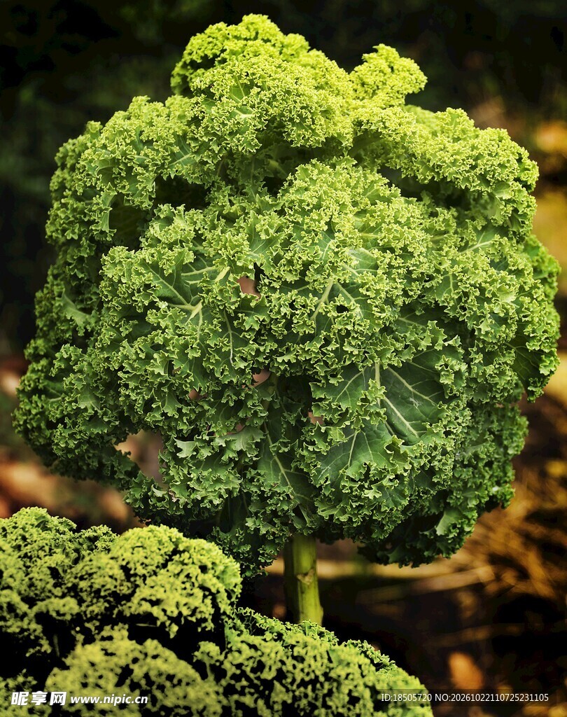 新鲜羽衣甘蓝
