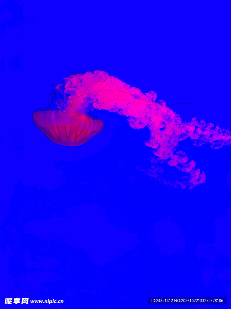 蓝底荧光水母抽象画面
