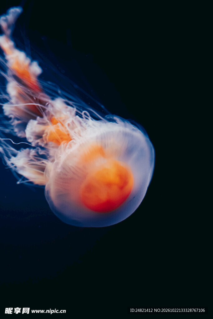 煎蛋水母特写