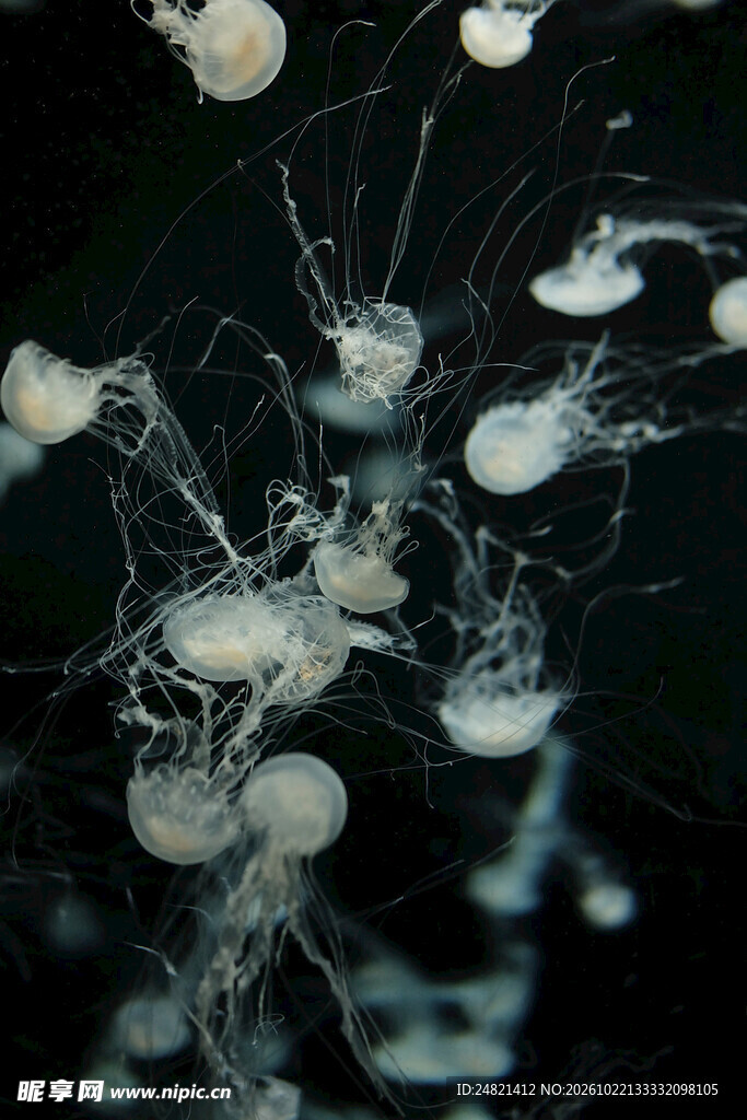 深海群游水母