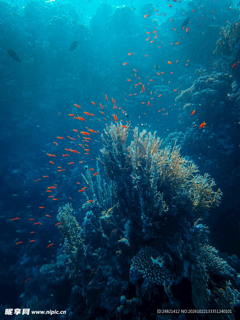 深海鱼群水下景观
