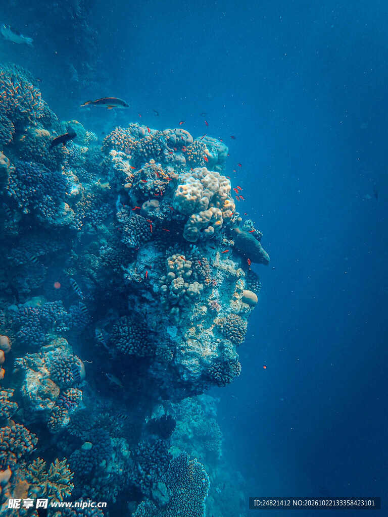 海底珊瑚礁景观