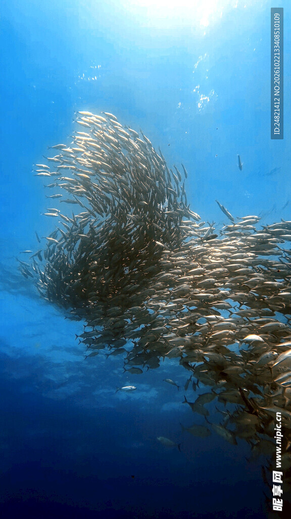 深海鱼群群游场景