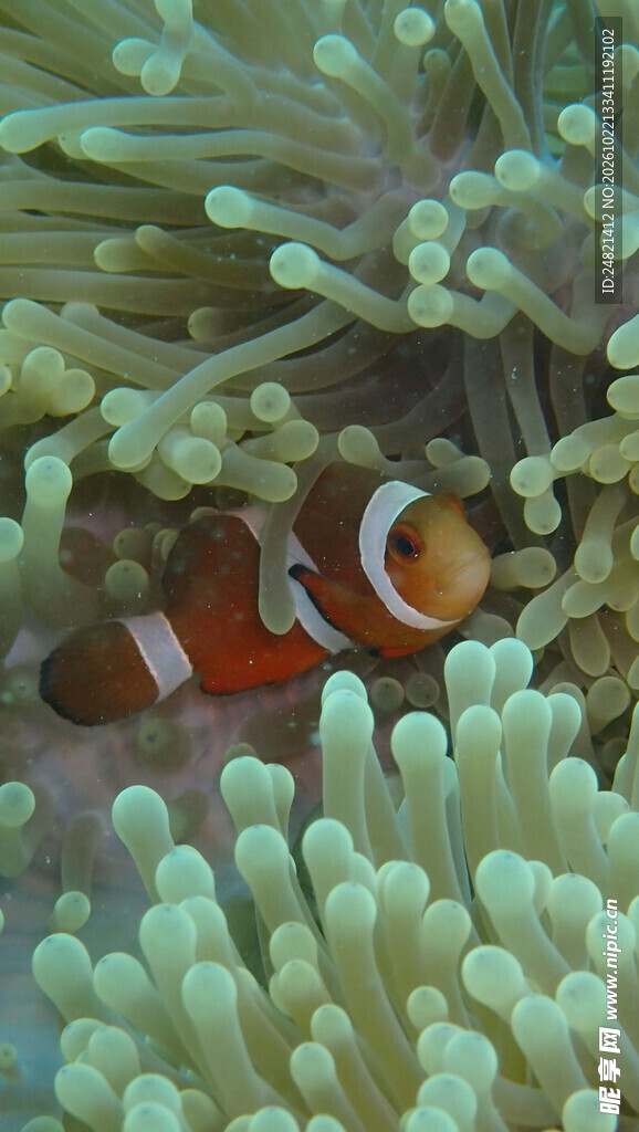 海葵中的小丑鱼