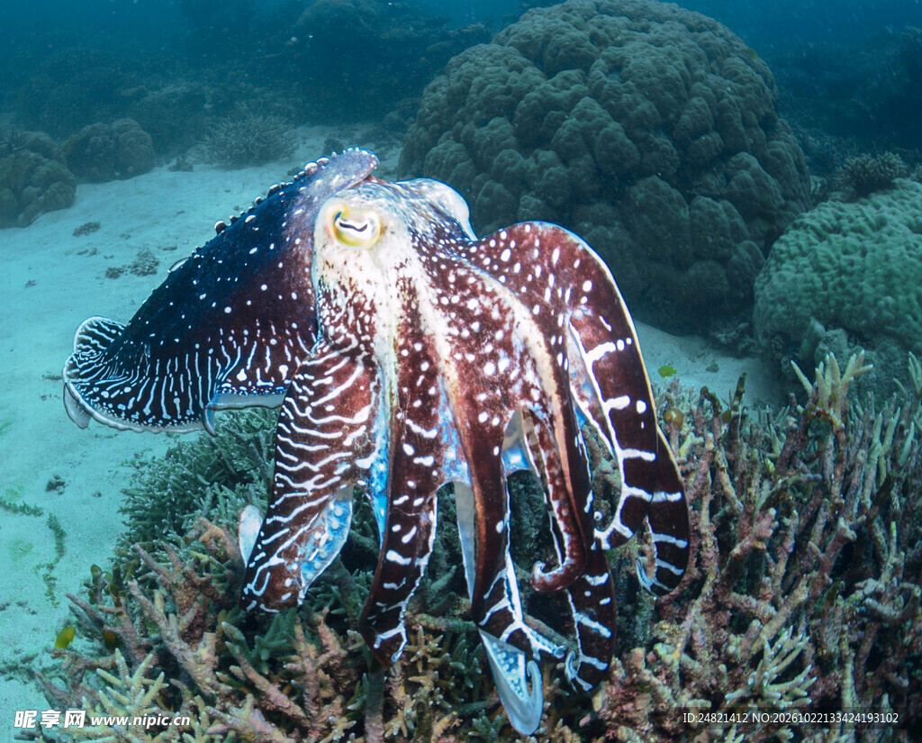 海底乌贼游动