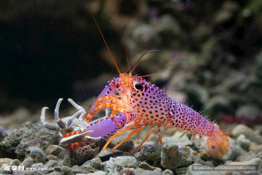 紫身海水观赏虾