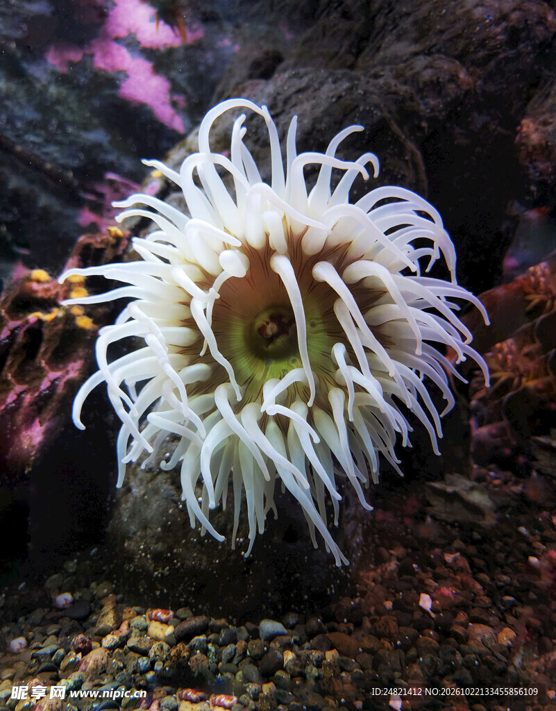 白色海葵水下特写