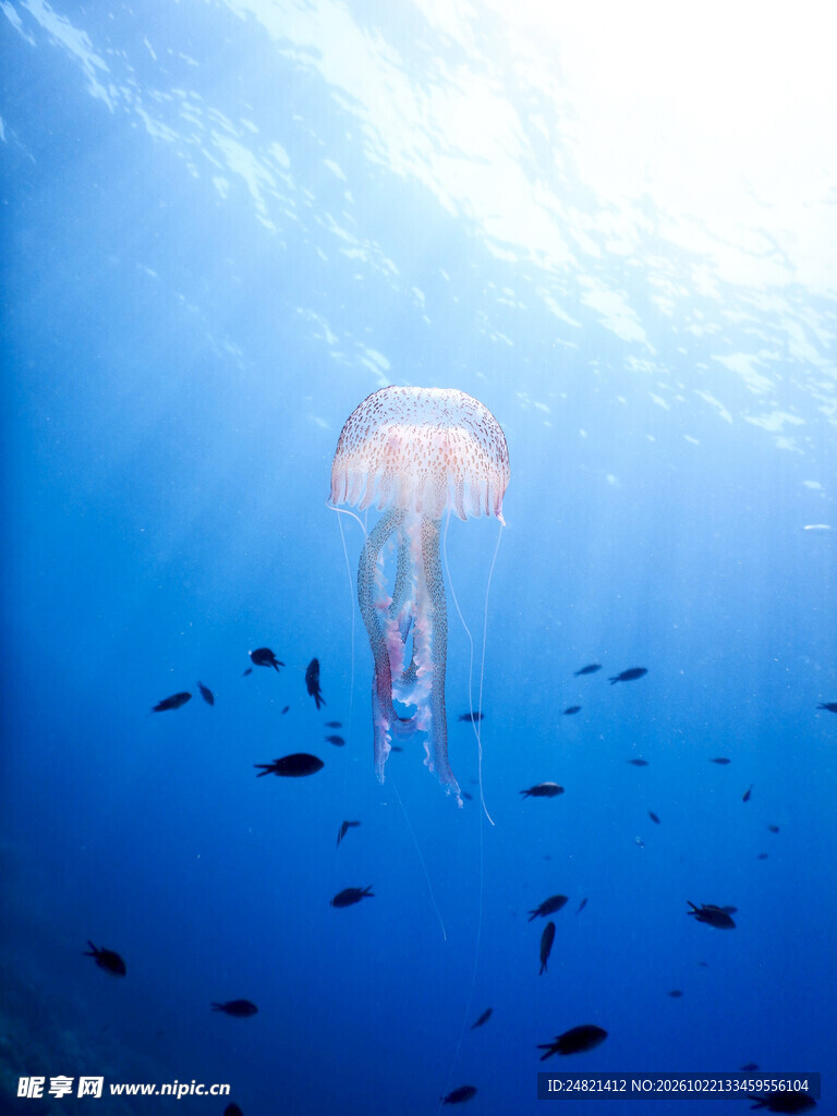 蓝色海水中的水母