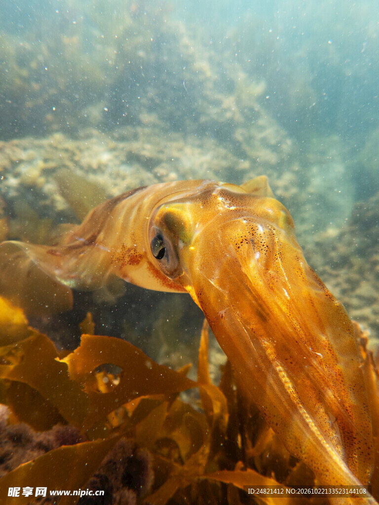 水下章鱼特写