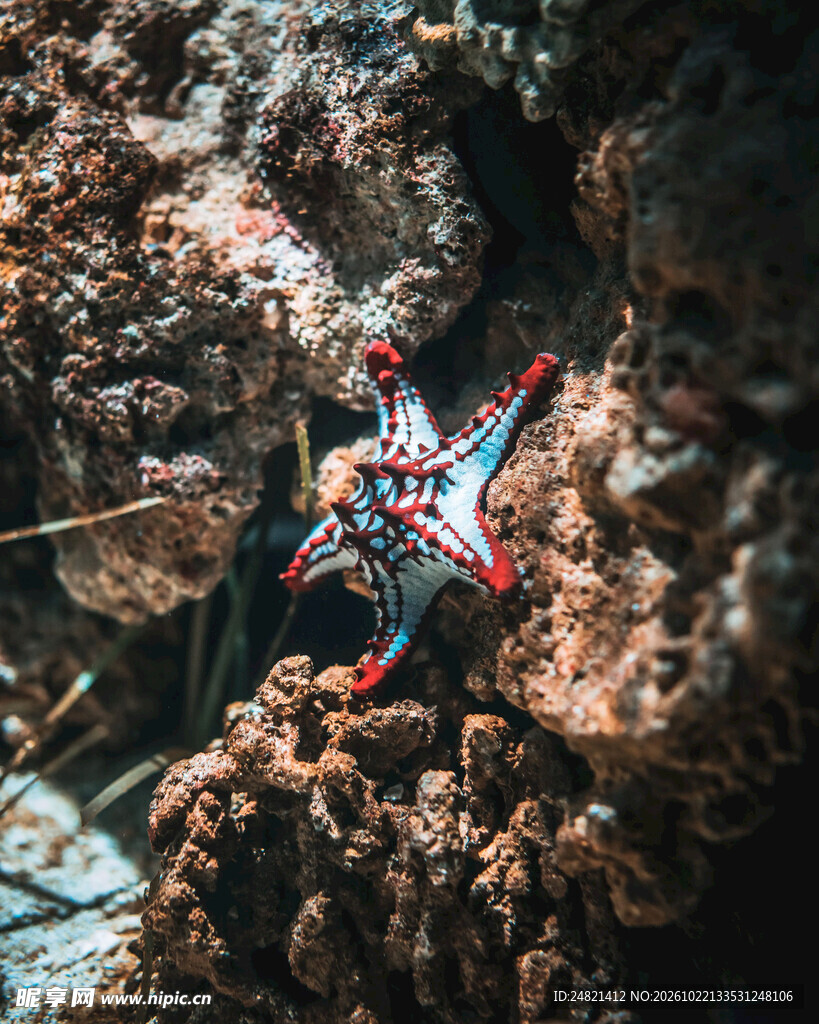 礁石上的彩色海星