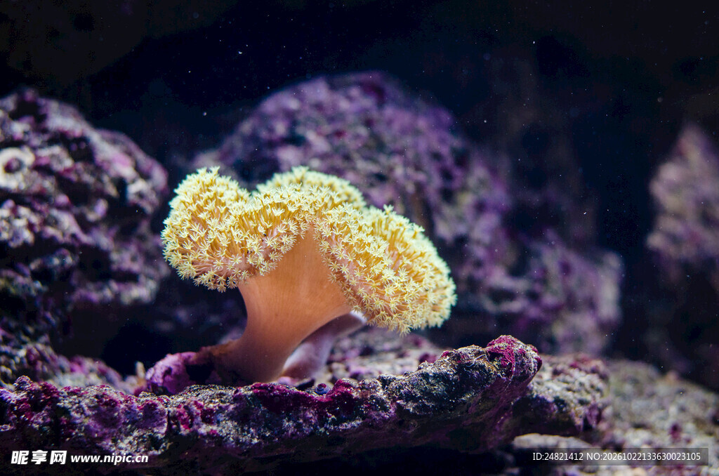 海底软珊瑚特写