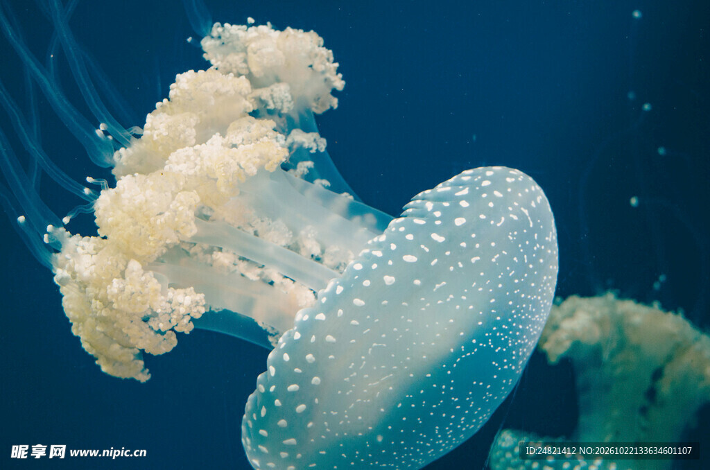 深海透明水母
