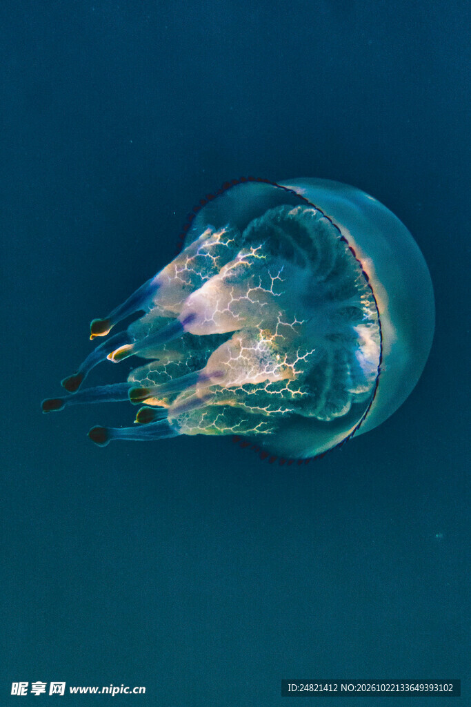 深海梦幻发光水母