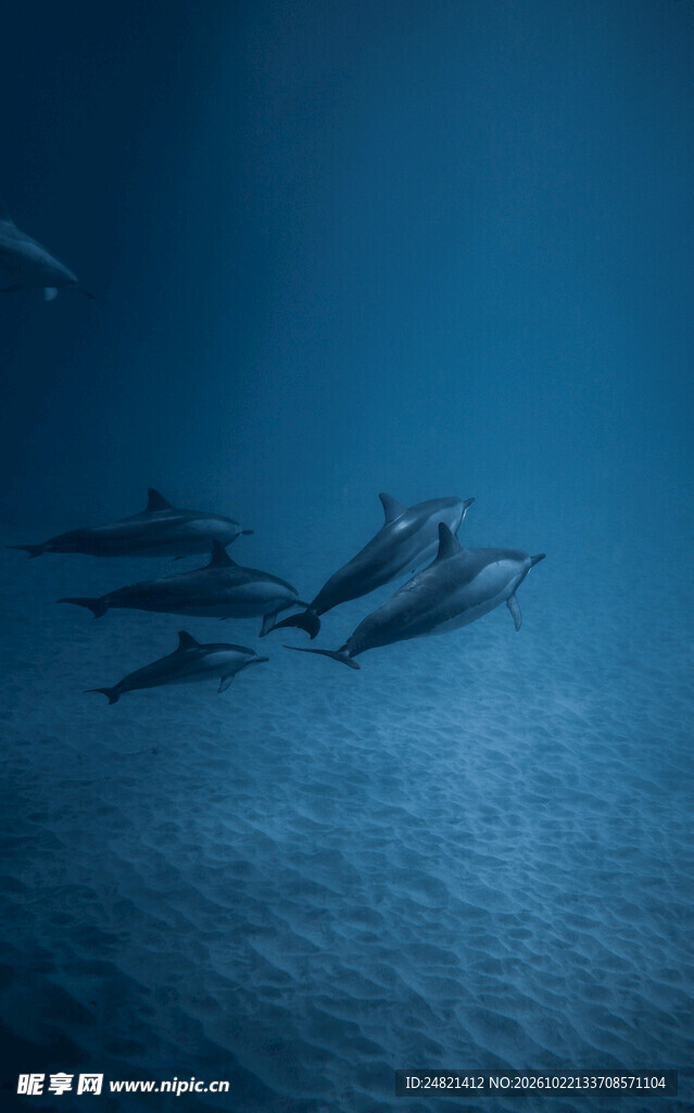 深蓝海域群游海豚