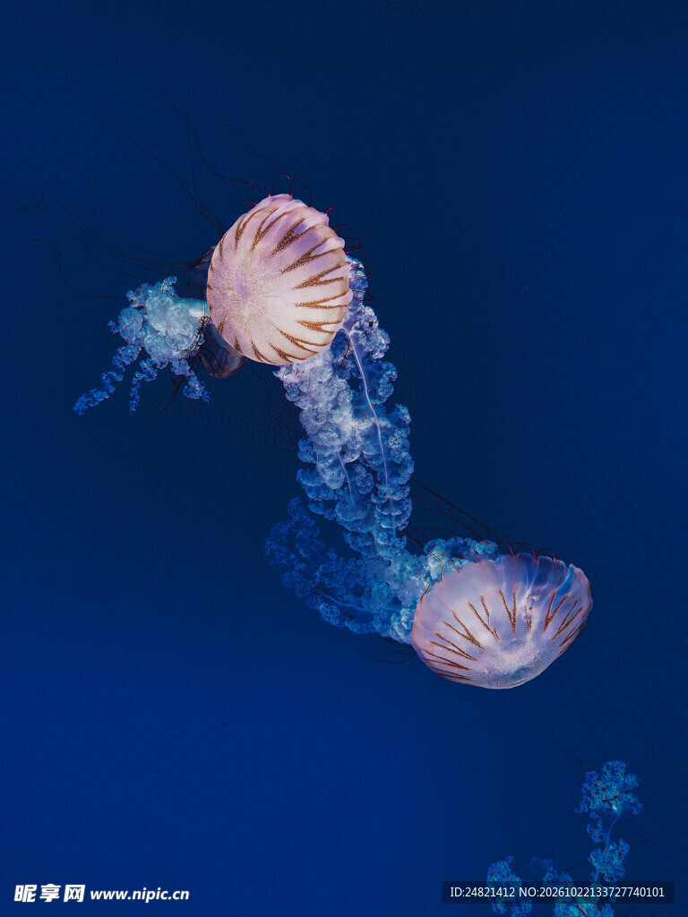 海中游动的两只水母