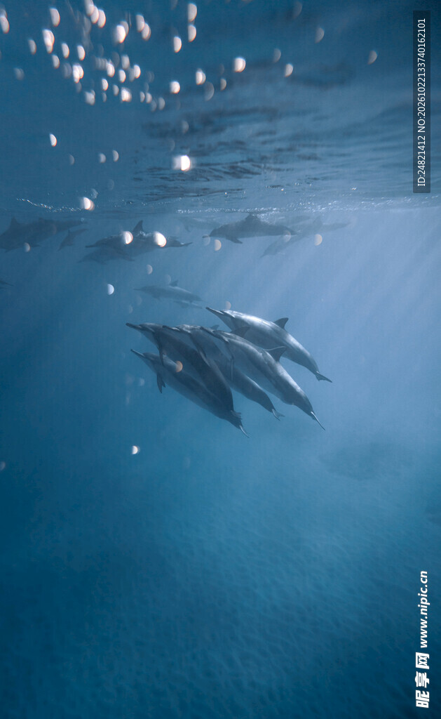 深海群游海豚