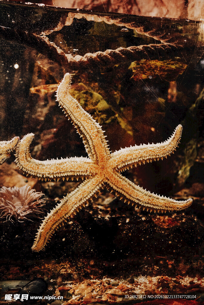 海底海星特写