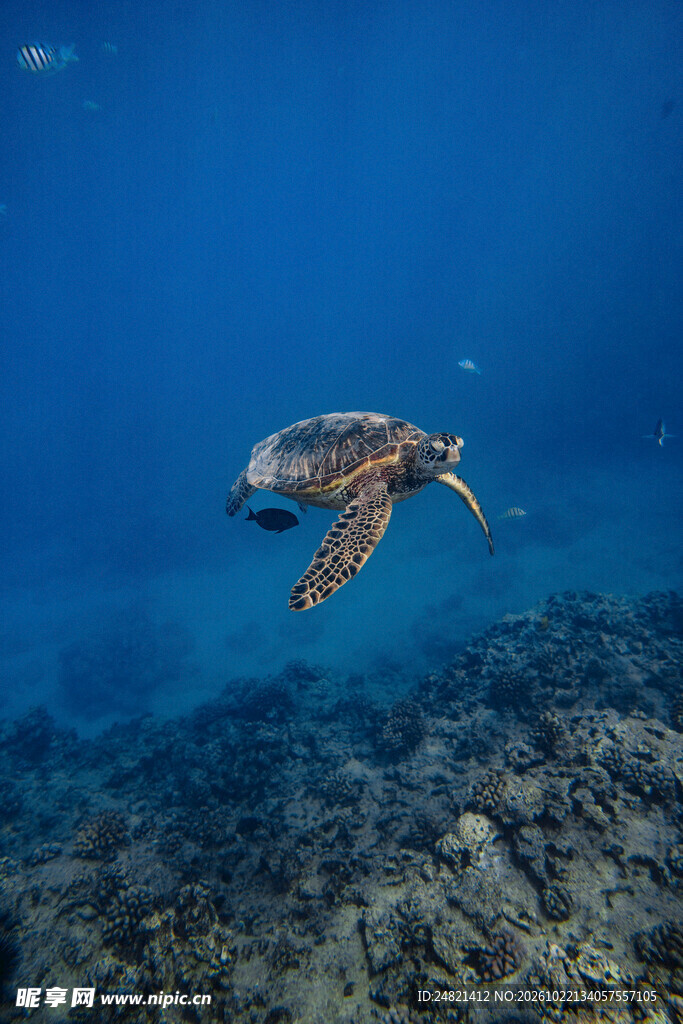 海底游动的海龟