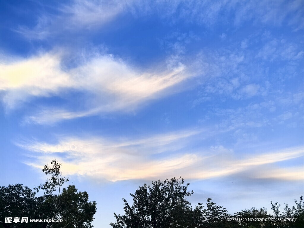 蓝天晴云树梢景致