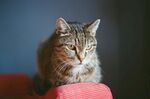 慵懒的虎斑猫咪