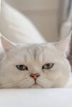 异瞳银渐层猫咪特写