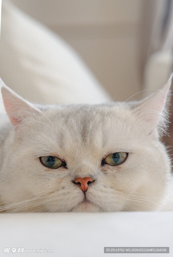 异瞳银渐层猫咪特写