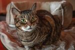沙发上的可爱虎斑猫