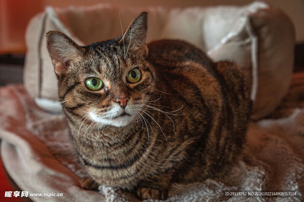 沙发上的可爱虎斑猫