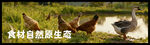 山野风灯箱画面
