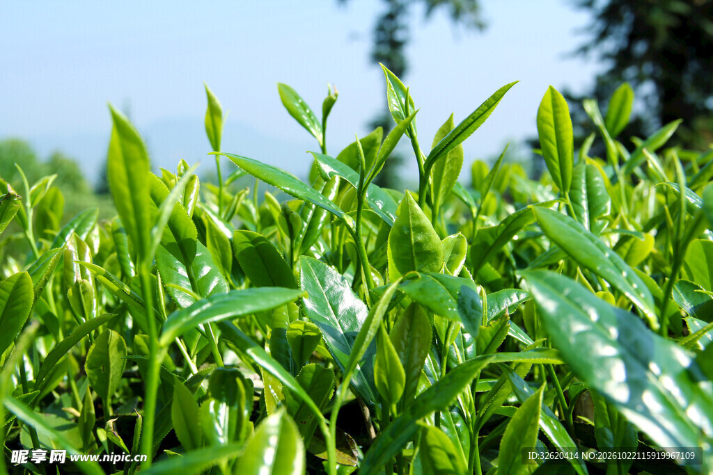 春日茶园鲜绿茶芽