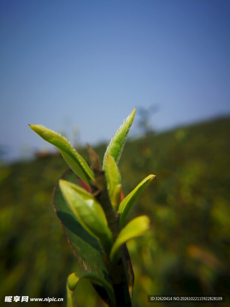 春日茶园茶芽特写