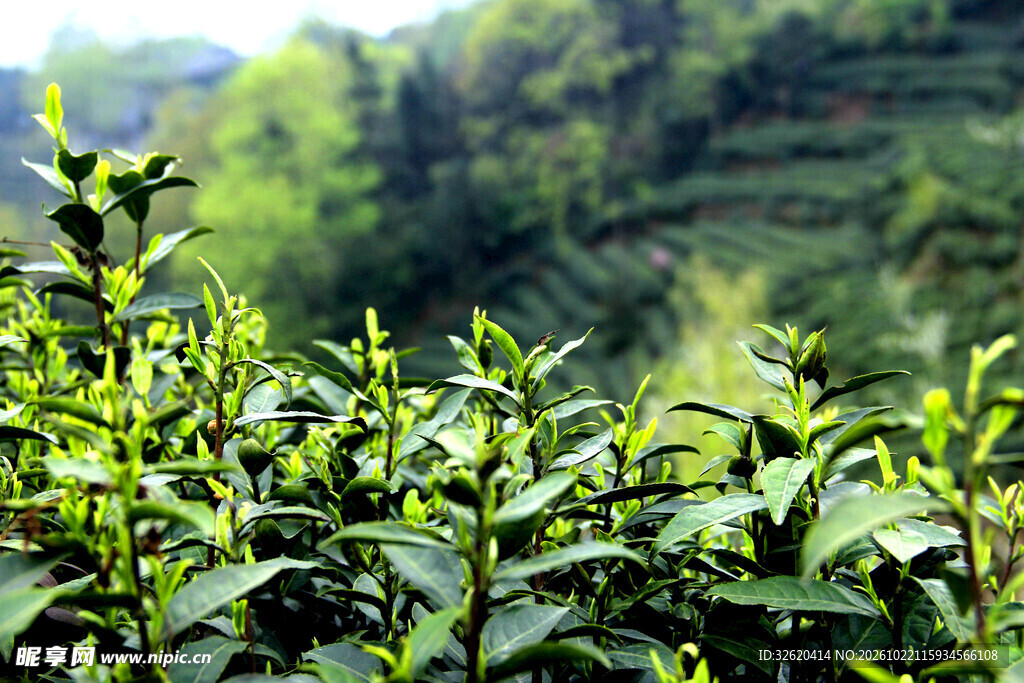 山间茶园茶树新芽