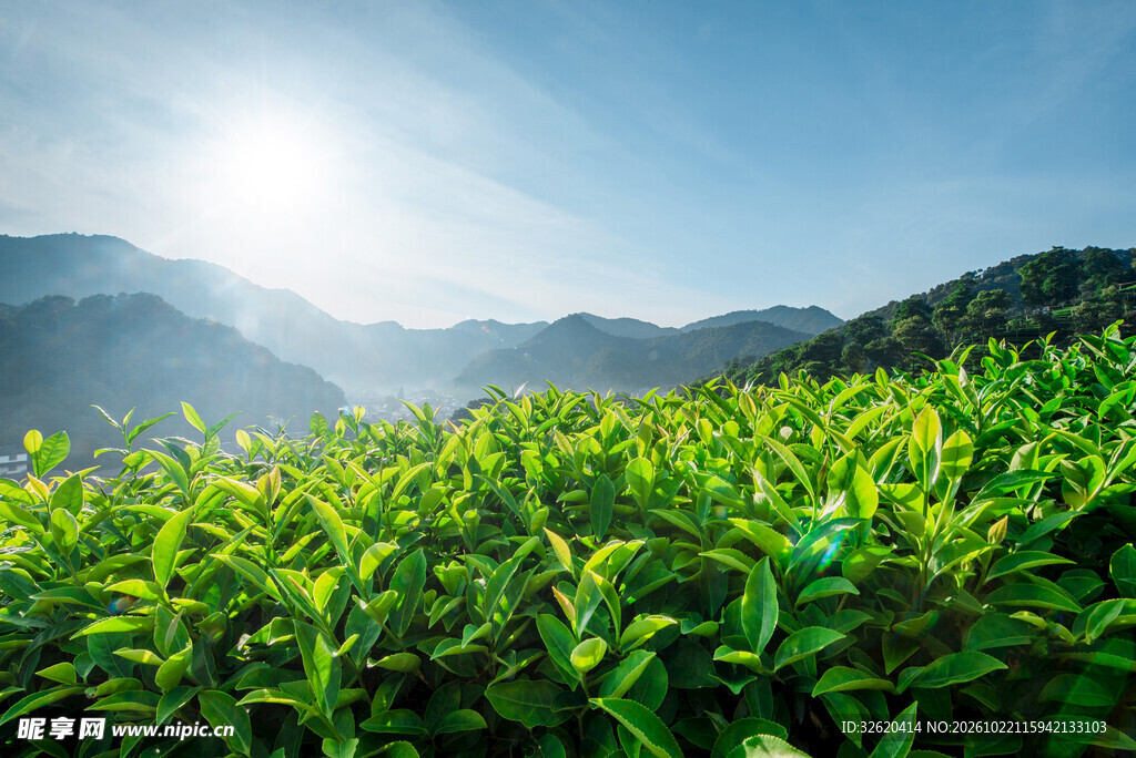 高山茶园